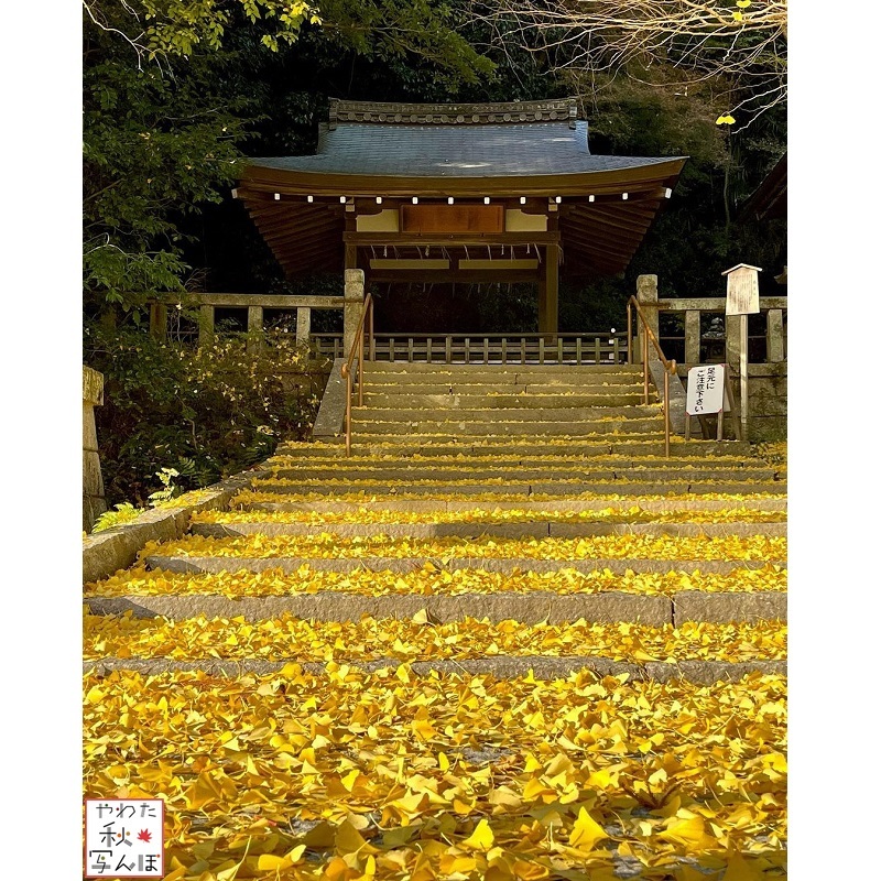 高良神社の紅葉の写真