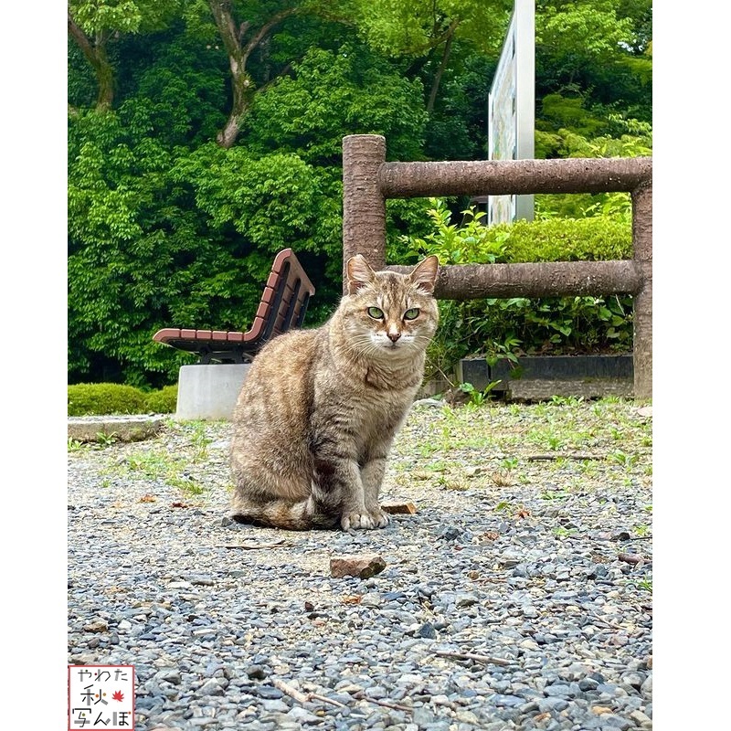 石清水八幡宮の猫の写真