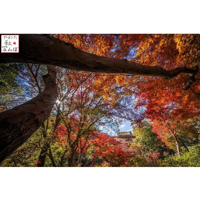 紅葉と石清水八幡宮参道ケーブルの写真