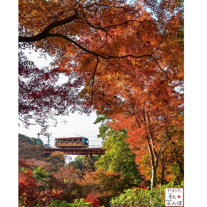 紅葉と石清水八幡宮参道ケーブルの写真