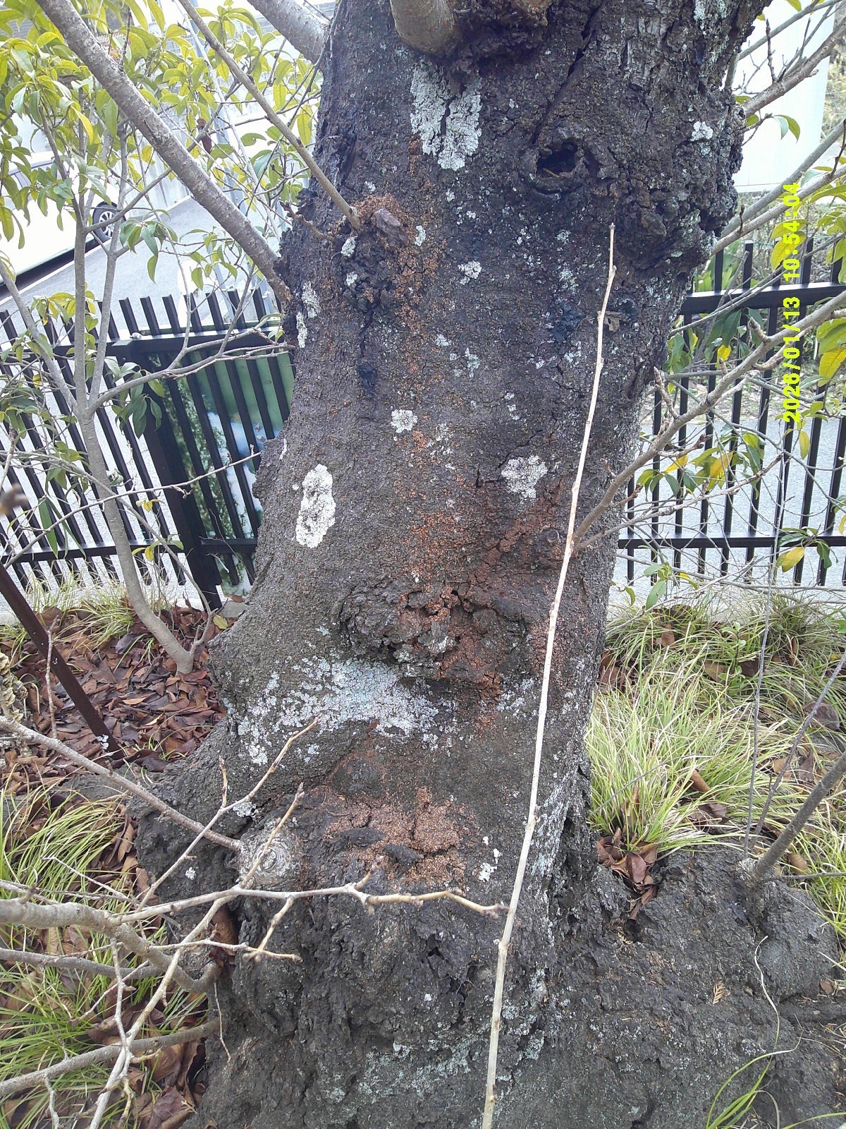 被害を受けた木