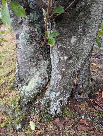 被害を受けた木の写真