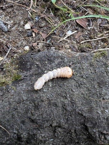 クビアカツヤカミキリの幼虫の写真