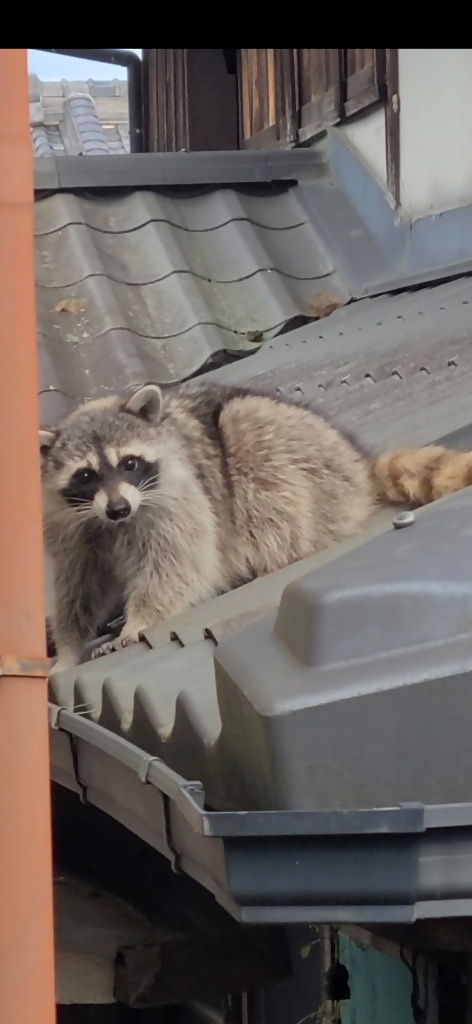 アライグマの写真