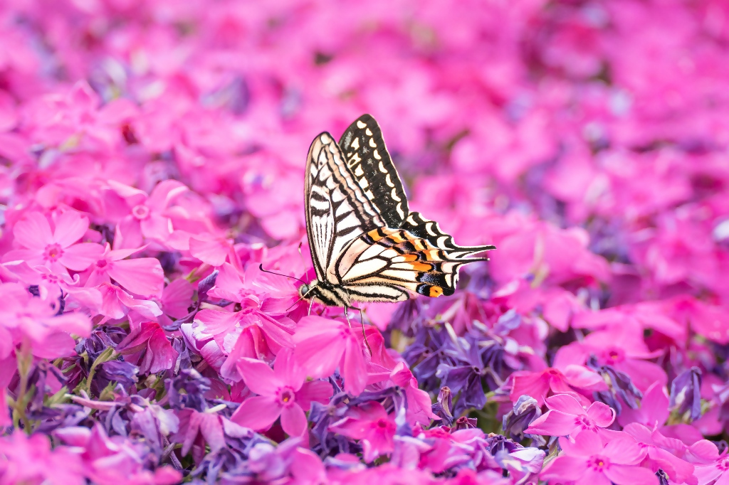 アゲハチョウの写真