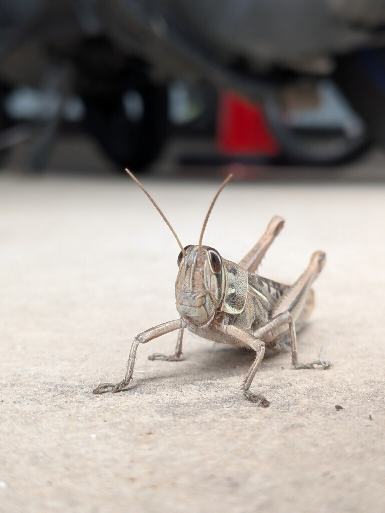 ツチイナゴの写真