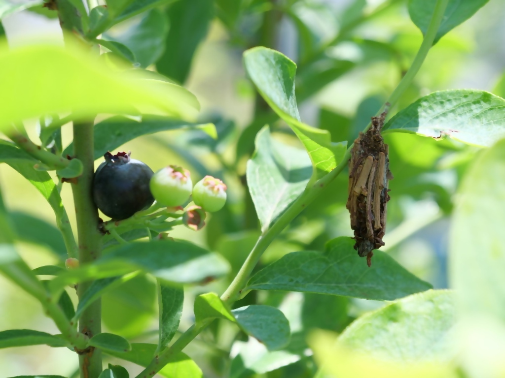 ミノムシの写真