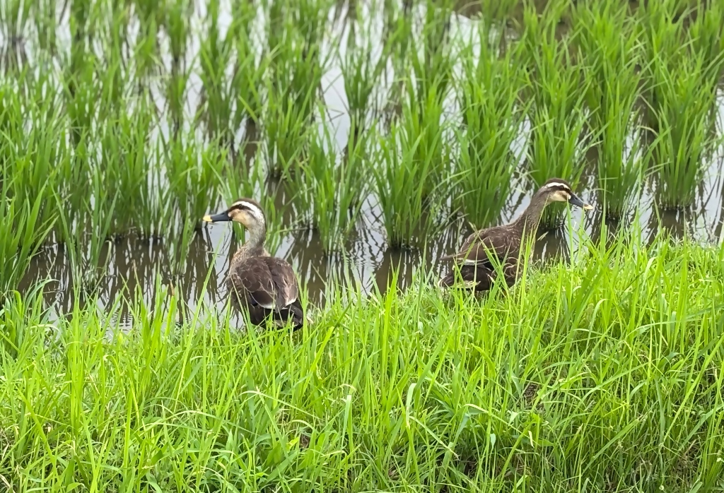 カルガモの写真