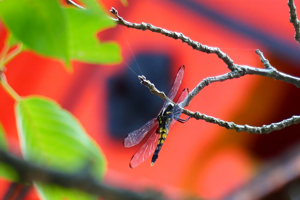 オオシオカラトンボの写真