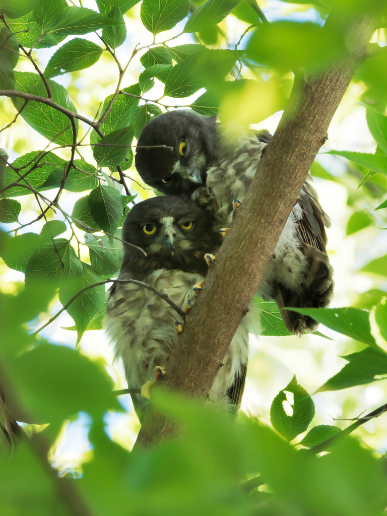 アオバズクの写真