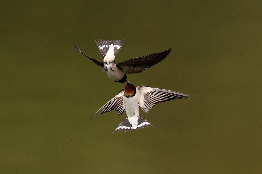 ツバメの親子の写真