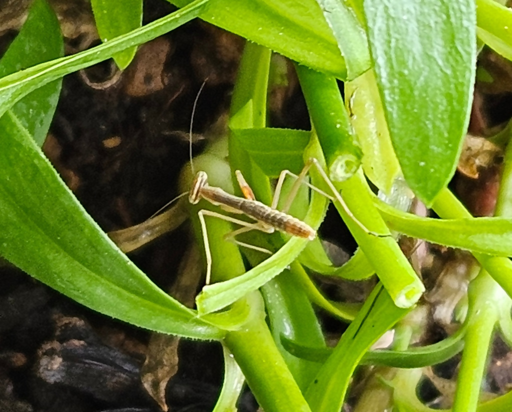 カマキリの写真