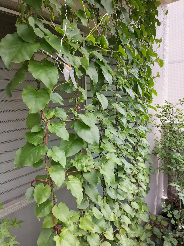 グリーンカーテンの写真
