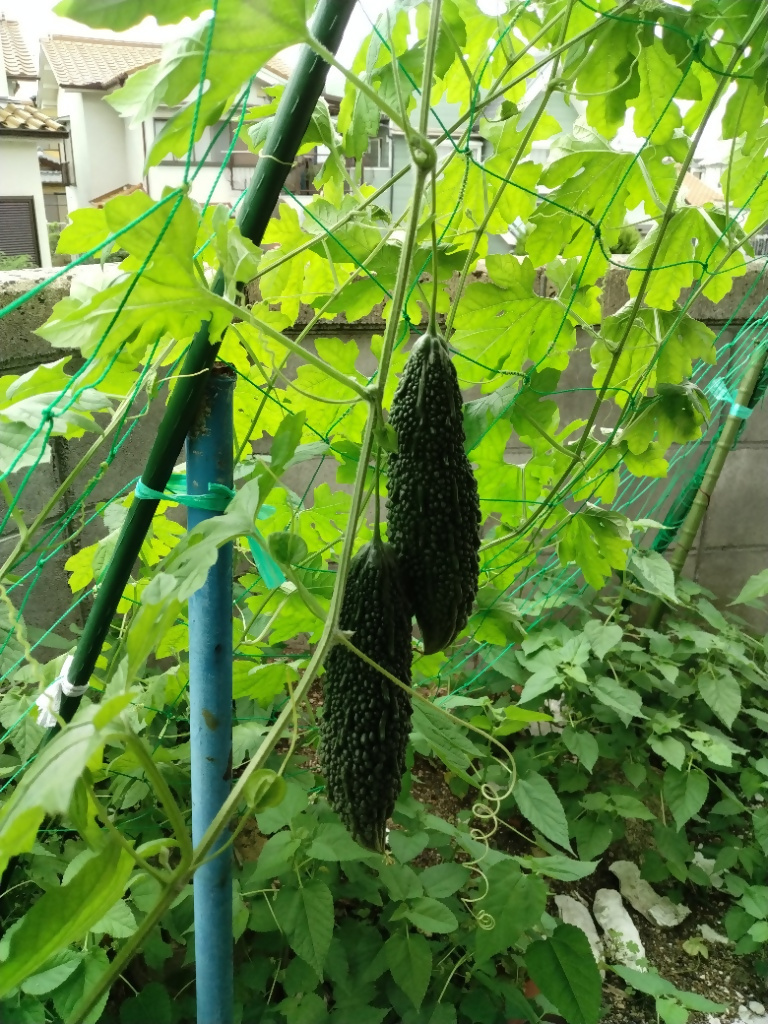 グリーンカーテンの写真