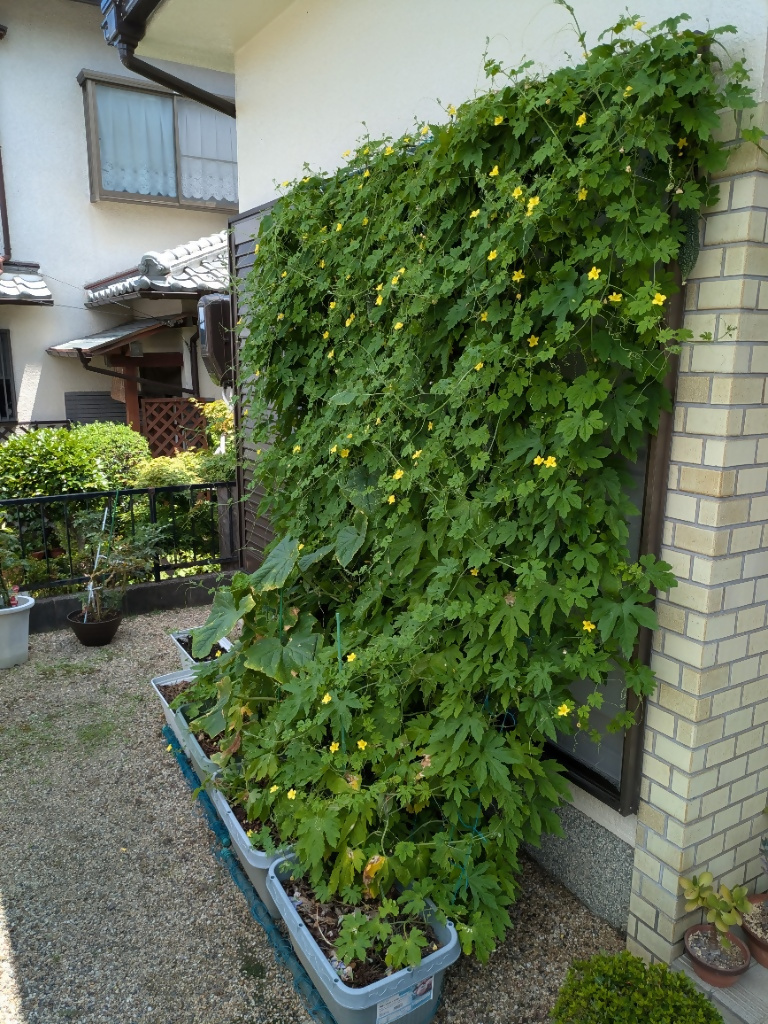 グリーンカーテンの写真