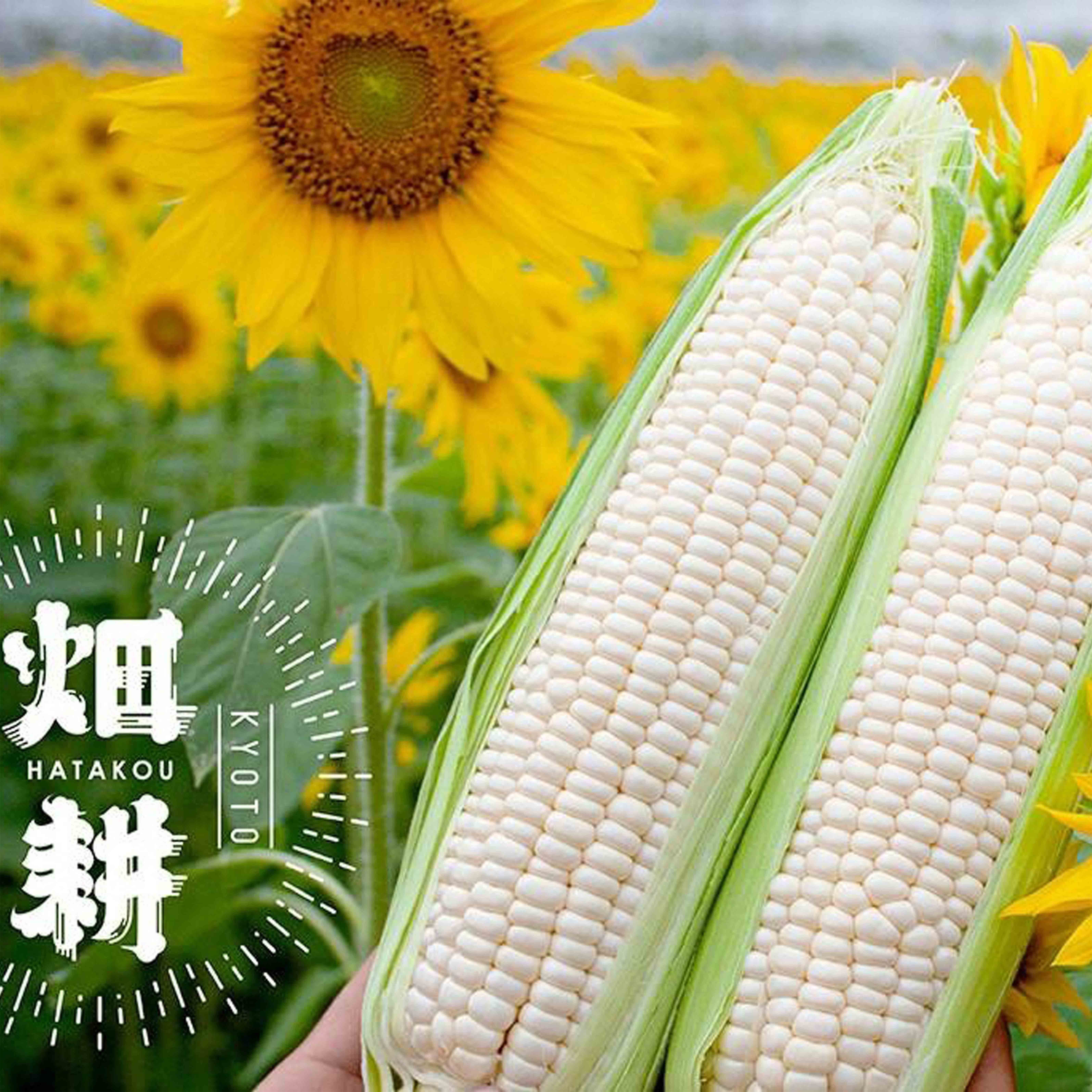 はたコーンの画像