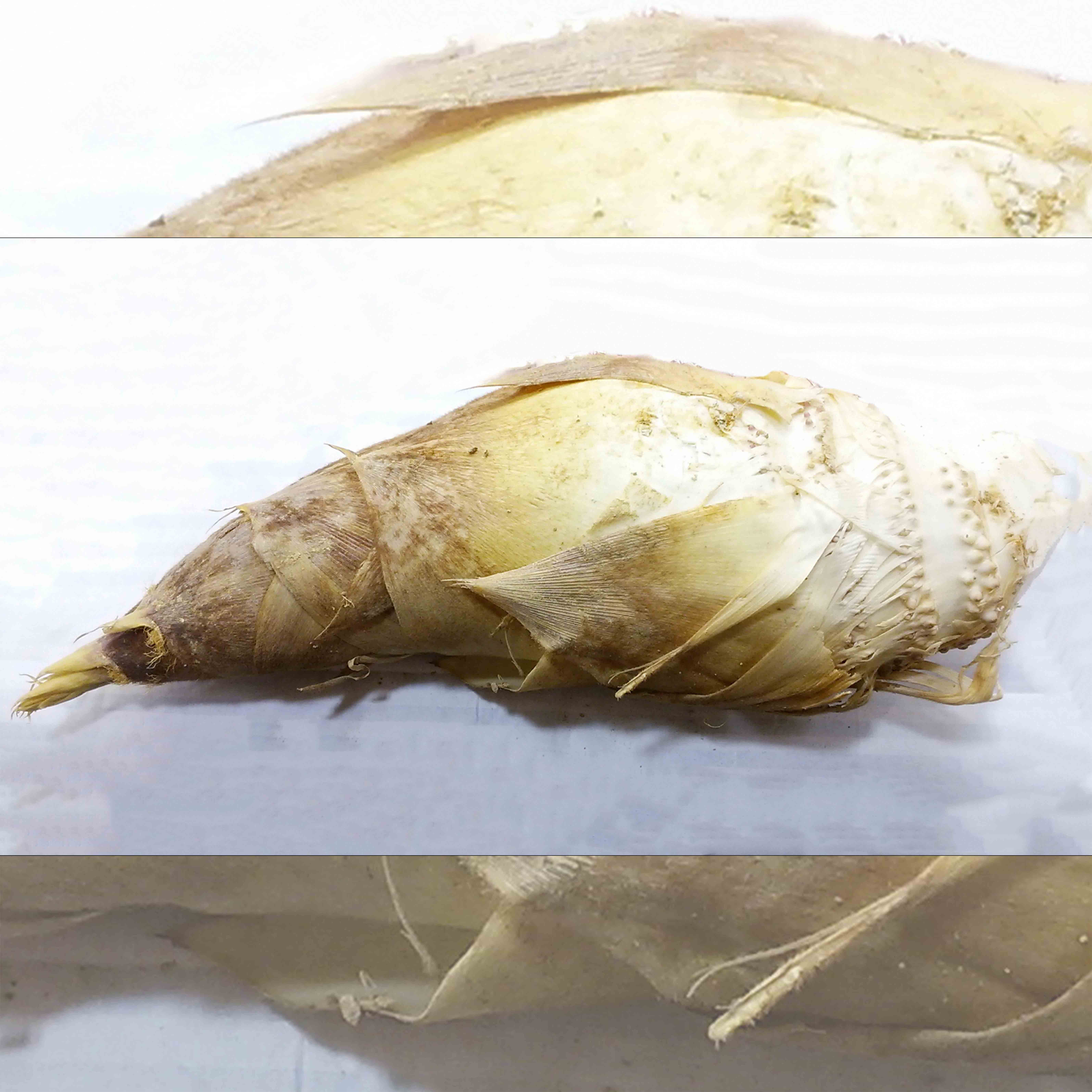 白子京筍『石清水』の画像