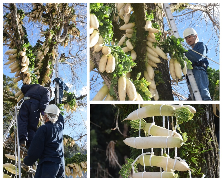 イチョウの木に大根をつるしていく修行僧
