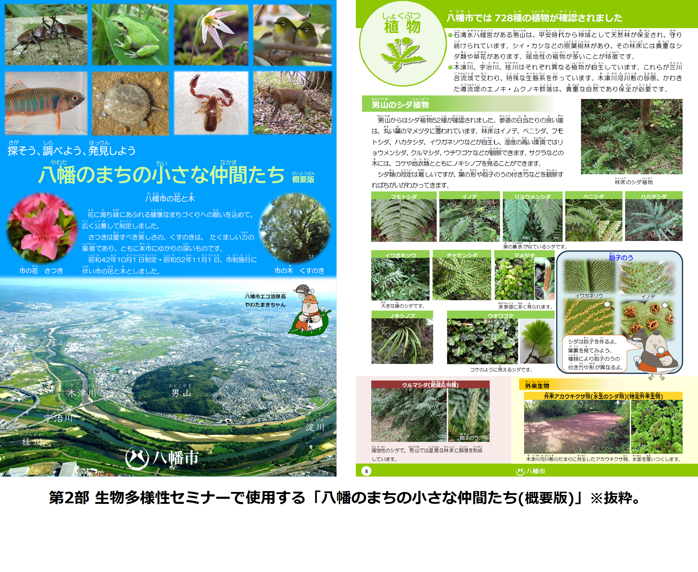 第2部生物多様性セミナーで使用する「八幡のまちの小さな仲間たち（概要版）」（抜粋）画像