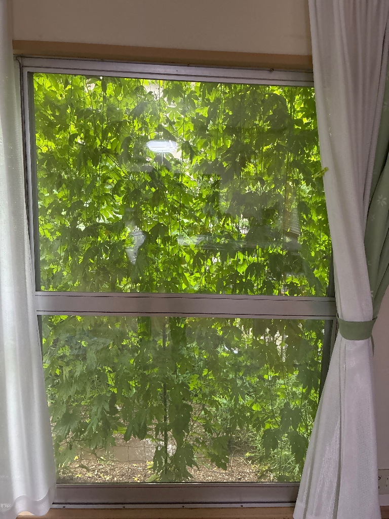 グリーンカーテンの写真