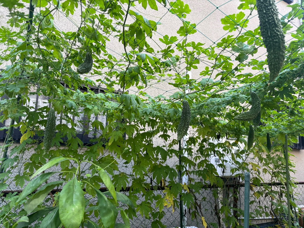 グリーンカーテンの写真