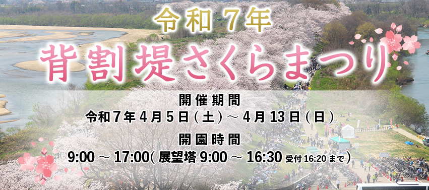 令和7年背割堤さくらまつり