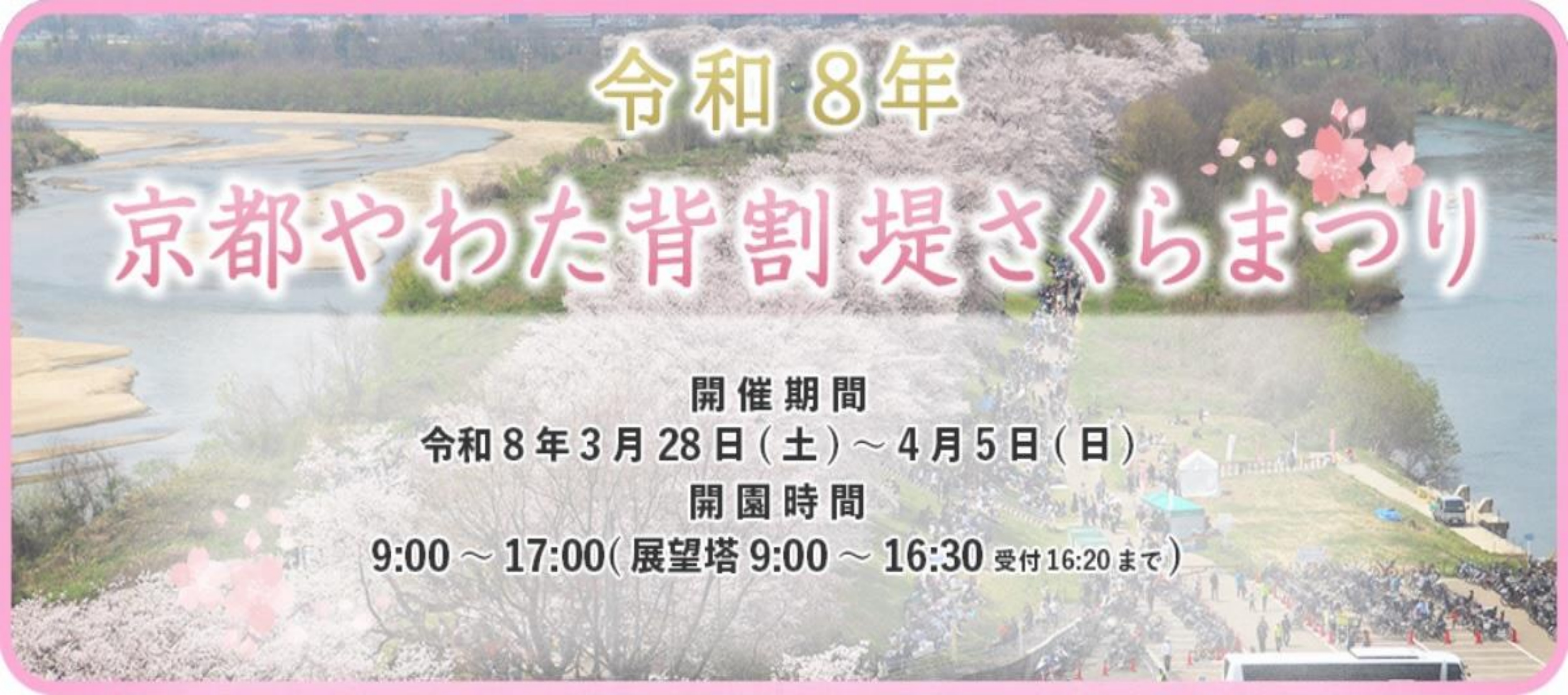 令和8年京都やわた背割堤さくらまつり