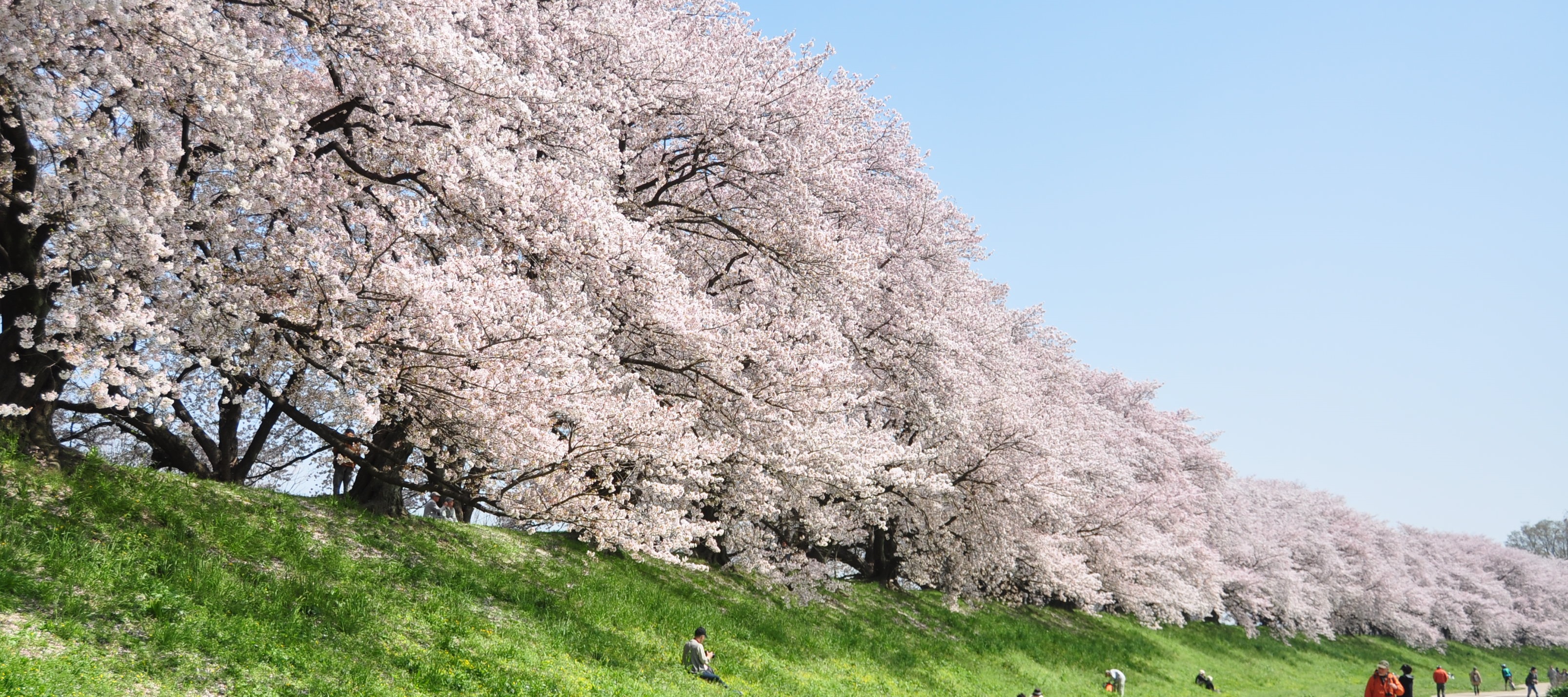 背割堤の桜並木